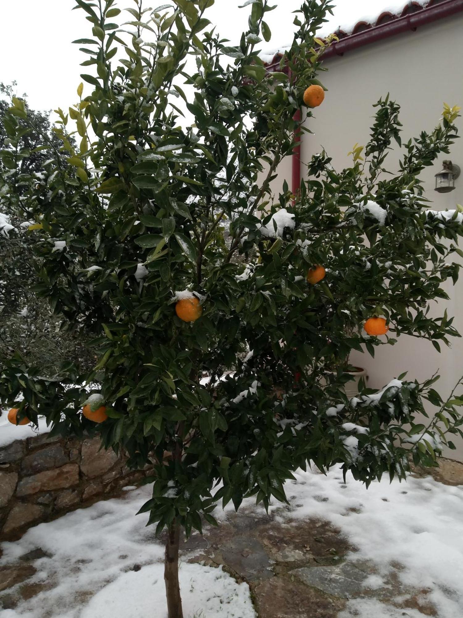 "Villa Kastania" Melidoni, Chania, Crete Zewnętrze zdjęcie